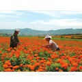 Chinese Best Orange Hybrid F1 Lutein Pigment Marigold Flower seeds Tagetes erecta seeds For Pot Flower Or For Landscape